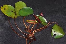 Image result for Brasenia