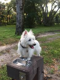 Almost always adored and amusing to be around, however, this breed doesn't like to have its private space invaded. Westie Park Westies West Highland Terrier Dogs