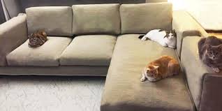 Solution Cat Friendly Sofa