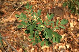 Image result for Caesalpinia cassioides