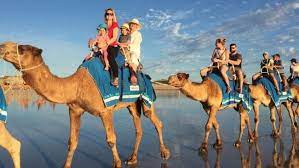 Some of our highlights included going to cygnet bay pearls for a presentation, sun pictures outdoor movie theater, the japanese cemetery, chinatown, and a stop for refreshments at matso's. Broome Holidays Strangest Thing I Saw On A Camel Ride On The Beach