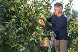 Quitten können in unterschiedlichen wuchsformen in erscheinung. Quittenbaum Pflanzen Und Pflegen Mein Schoner Garten