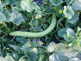 Image result for Cucumis melo
