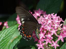 Apr 28, 2021 · florida has over 200 species of butterflies, some of which cannot be found anywhere else on earth. Attracting Butterflies To Your Miami Garden The 16 Best Butterfly Attracting Plants For South Florida