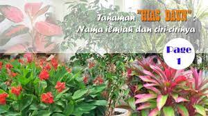 Banyak jenis tanaman hias yang sekarang sedang tenar, tetapi janda bolong merupakan salah satu pilihan yang paling viral di indonesia. 99 Nama Latin Nama Ilmiah Tanaman Hias Daun Lengkap Ciri Gambar Berita Pertanian Mitalom