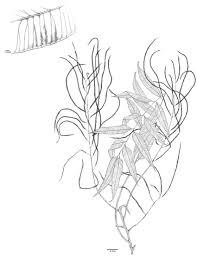 Image result for Lomariopsis