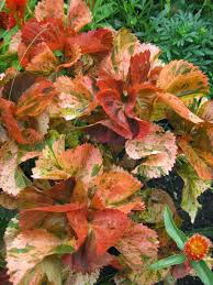 Image result for Acalypha volkensii