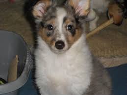 Get the best deal for sheltie/shetland sheepdog collectibles from the largest online selection at ebay.com. Blue Merle Sheltie Bitch Pup Bradford West Yorkshire Pets4homes
