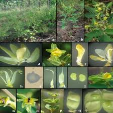 Image result for Rhynchosia sublobata