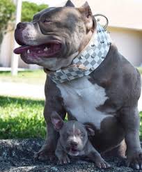 Louis V Line S Venom Closes To Public June 1st World S Best Extreme Build American Bully American Bully Bully Dog Pitbull Dog