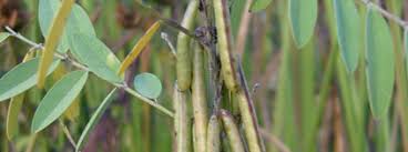 Image result for Indigofera cylindracea
