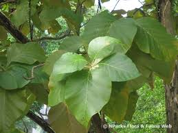 Image result for Tectona