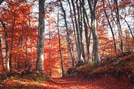 1° qui éprouve le sentiment de la lassitude. Drugi Dom Mysliwego Las O Lasach W Polsce