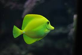 Feel free to send us your fish backgrounds that move, we will select the best ones and publish them wallpapers can typically be downloaded at no cost from various websites for modern phones (such. Fish Wallpapers Free Hd Download 500 Hq Unsplash