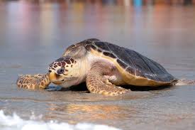 Image result for turtle