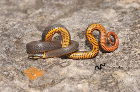 Ring Necked Snake