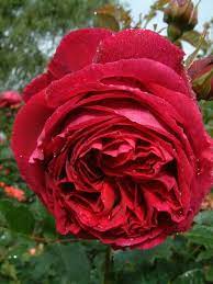 Collection by sue gregoire stierwalt. Falstaff Ausverse David Austin English Roses Old Garden Roses Rose Catalog Tasman Bay Roses Buy Roses Online In Buy Roses Online English Roses Rose