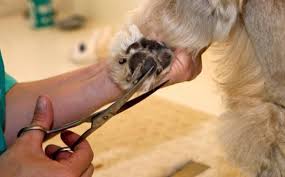 Use a regular dog brush to make sure everything is nice and even. Cutting A Dog S Hair Step By Step