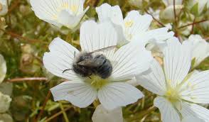 All trees that blossom at the same time, as the cherry tree will have similar benefits. Mason Bees Go To Work Early In The Season Before Honey Bees Emerge Oregonlive Com
