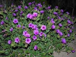 Mirabilis Four O Clock Plant Plants Four O Clock Landscaping Plants