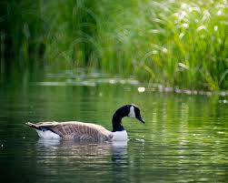 We did not find results for: Canada Goose Facts Diet Habitat Pictures On Animalia Bio