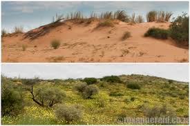 Image result for Hermbstaedtia fleckii