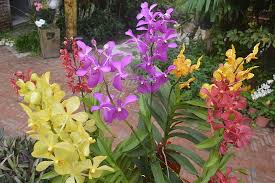 We are a friendly online community for orchid growers all over the world. Orchid Flower On Roof Picture Of The Hoi An Orchid Garden Villas Tripadvisor