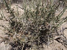Sok hasonló jelenet közül választhat. Cylindropuntia Leptocaulis Christmas Cholla