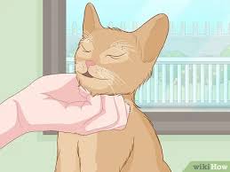 Kedi Nasil Sevilir 15 Adim Resimlerle Wikihow