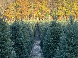 To make your experience easier, our prices are listed on our site and include drilling, netting, shaking and taxes. 50 Best Christmas Tree Farms In America Where To Buy A Christmas Tree Near Me