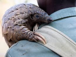 Check spelling or type a new query. Pangolins World Conservation Day Aims To Raise Awareness Of Most Trafficked Mammal The Independent The Independent