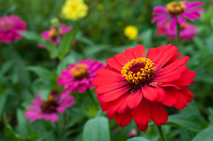 Zinnia | Annual, Flowering, Colorful | Britannica
