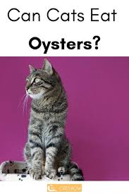 Can Cats Eat Oysters Cats Cat Nutrition Raw Food Recipes
