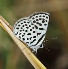 Image result for Equilabium selukwense