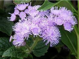 Ageratum Houstonim Nordmeer Flower House Best Flower Wallpaper