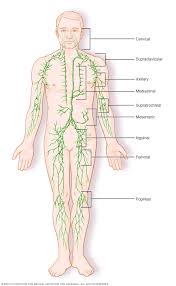 Lymph Node Clusters Mayo Clinic In 2020 Non Hodgkins Lymphoma Symptoms Lymphatic System Lymphoma