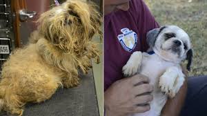 They are the saddest places to go. Rescued Dogs Healthy And Ready For Adoption Abc7 Los Angeles