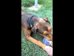 Both breeds shed moderately all year round and require little grooming. Doberman Pitbull Mixed Dog Doberman Pitbull Mix Youtube