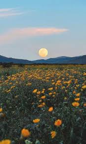 Rare Full Blue Flower Moon 5 18 2019 Nature Aesthetic Beautiful Nature Beautiful Landscapes