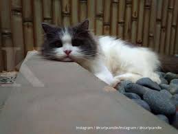 Mengutip laman times of india, ada beberapa cara meningkatkan kekebalan dan daya tahan tubuh untuk menjauhkan diri dari penularan virus corona Selain Kucing Hewan Hewan Ini Rentan Terinfeksi Virus Corona