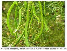 Beans that grow on trees. Cooking With Mesquite Beans Desertusa