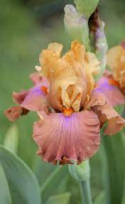 Photo Of Tall Bearded Iris Iris Candy Colours Uploaded By Aruba1334 Iris Garden Iris Flowers Bearded Iris