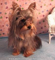 $500 usd on a scale of 1 to 10, my cuteness is an 11. Pin On Yorkie Puppies Yorkshire Terrier