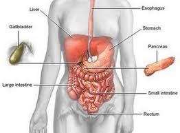 Pain under your ribs is usually indigestion, stomach ulcer, gallstones, or constipation. Anatomy Under Ribs Human Anatomy