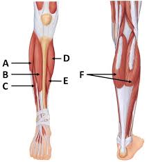 The muscles that make up the quadriceps are the strongest and leanest of all muscles in the body. 2 3 2 Major Muscles Diagram Lower Leg Front And Back Diagram Quizlet