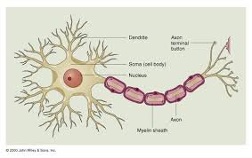 How Neurons Transmit Information Throughout The Body Neurons Nerve Cell Crash Course Psychology