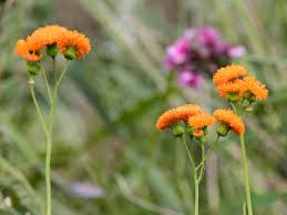 Image result for Emilia violacea