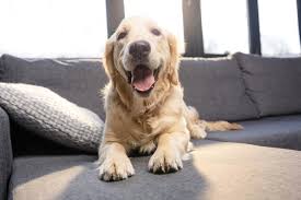 Get a feeding plan or a nutrition diet chart for your pooch from a veterinarian or a canine nutritionist. Best Diabetic Dog Food For Your Pet Guide And Reviews