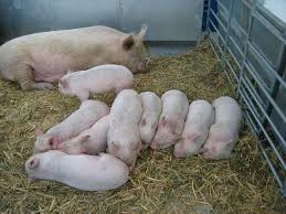La ferma pastor, in prezent exista 4 rase de porci, disponibile la vanzare: Vocea Biz Vrei Sa Iti Faci O Crescatorie De Porci Guvernul IÈi DÄ Purcei Gratis Care Sunt CondiÈiile Pentru A Beneficia De Aceasta Ocazie UnicÄ Vocea Biz
