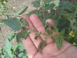 Check spelling or type a new query. What Are These Dark Brown Spots On My Tomato Leaves Gardening Landscaping Stack Exchange